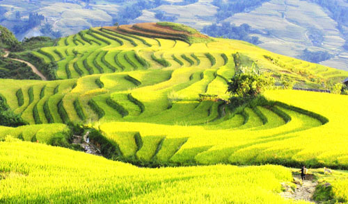 terraced fields in sapa vietnam